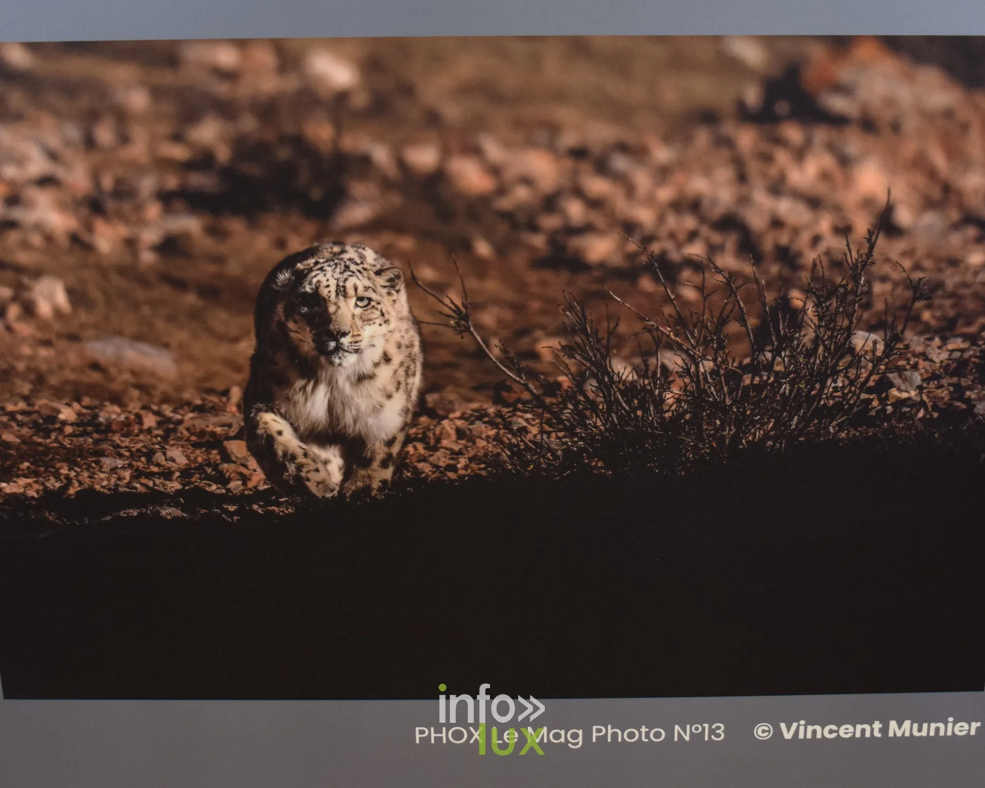 Salon Photo & Vidéo 2026, Grande Halle de la Villette, Paris : Une photographie de Vincent Munier exposée (PHOX Le Mag Photo n° 13)