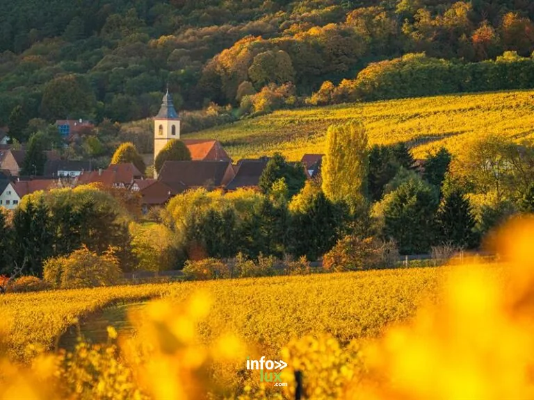 Cleebourg > Dégustation > Vignobles en Scène Alsace : Jeu de piste dans le vignoble
