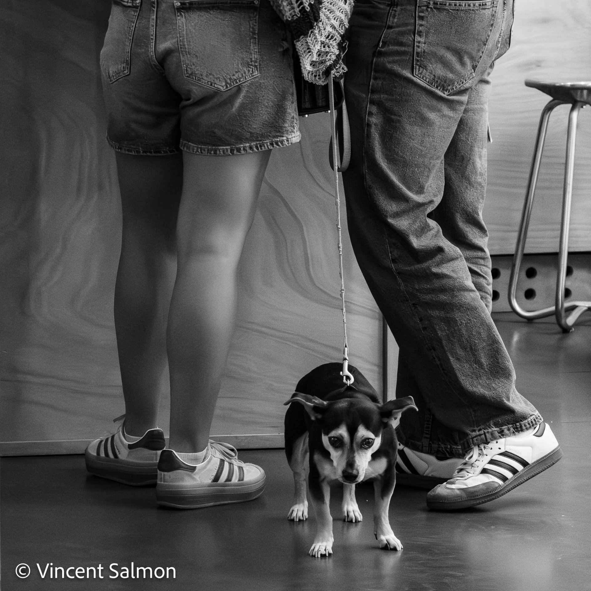 Photo de Vincent Salmon : un petit chien entre les jambes de deux personnes