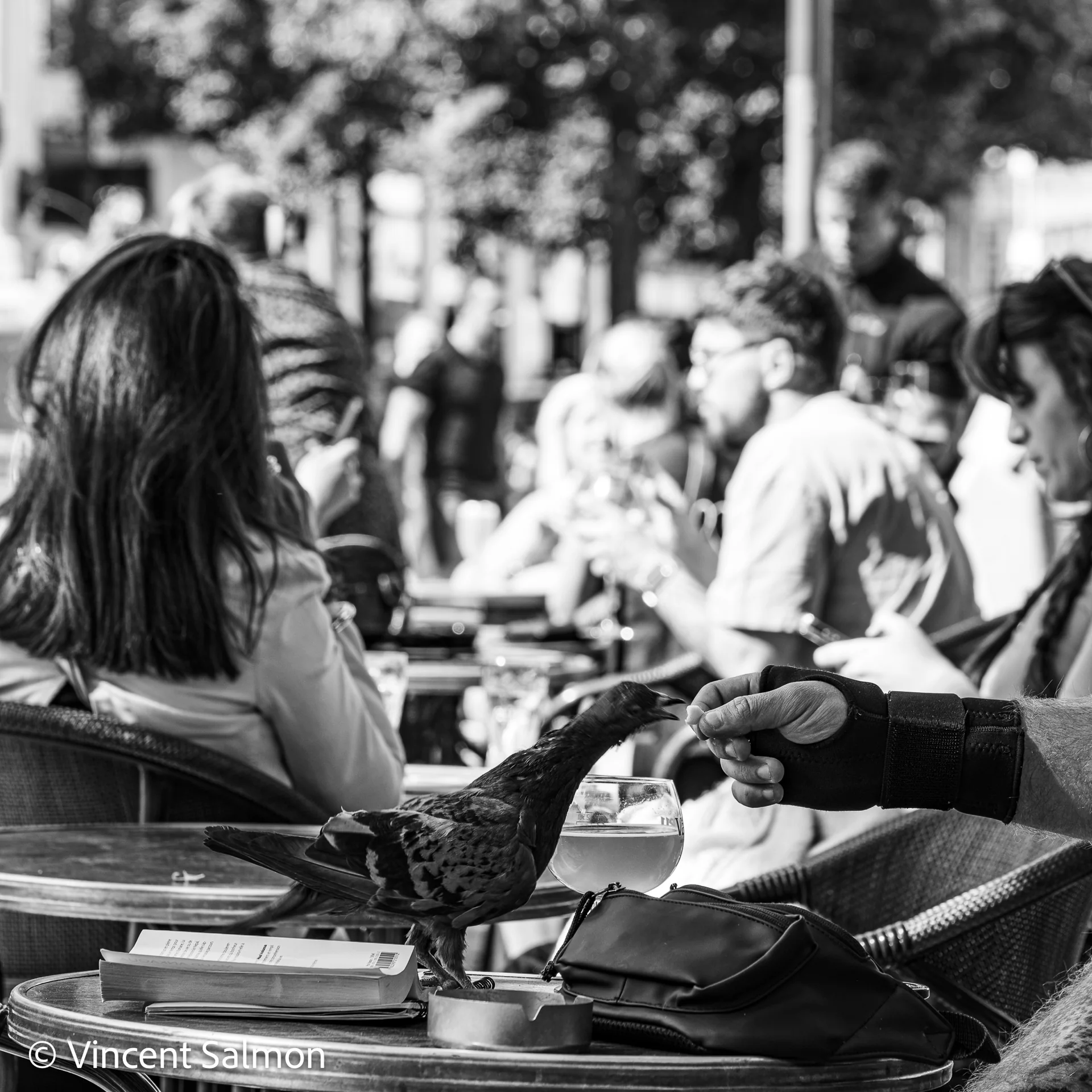 Photo de Vincent Salmon : un pigeon picore sur une table de terrasse