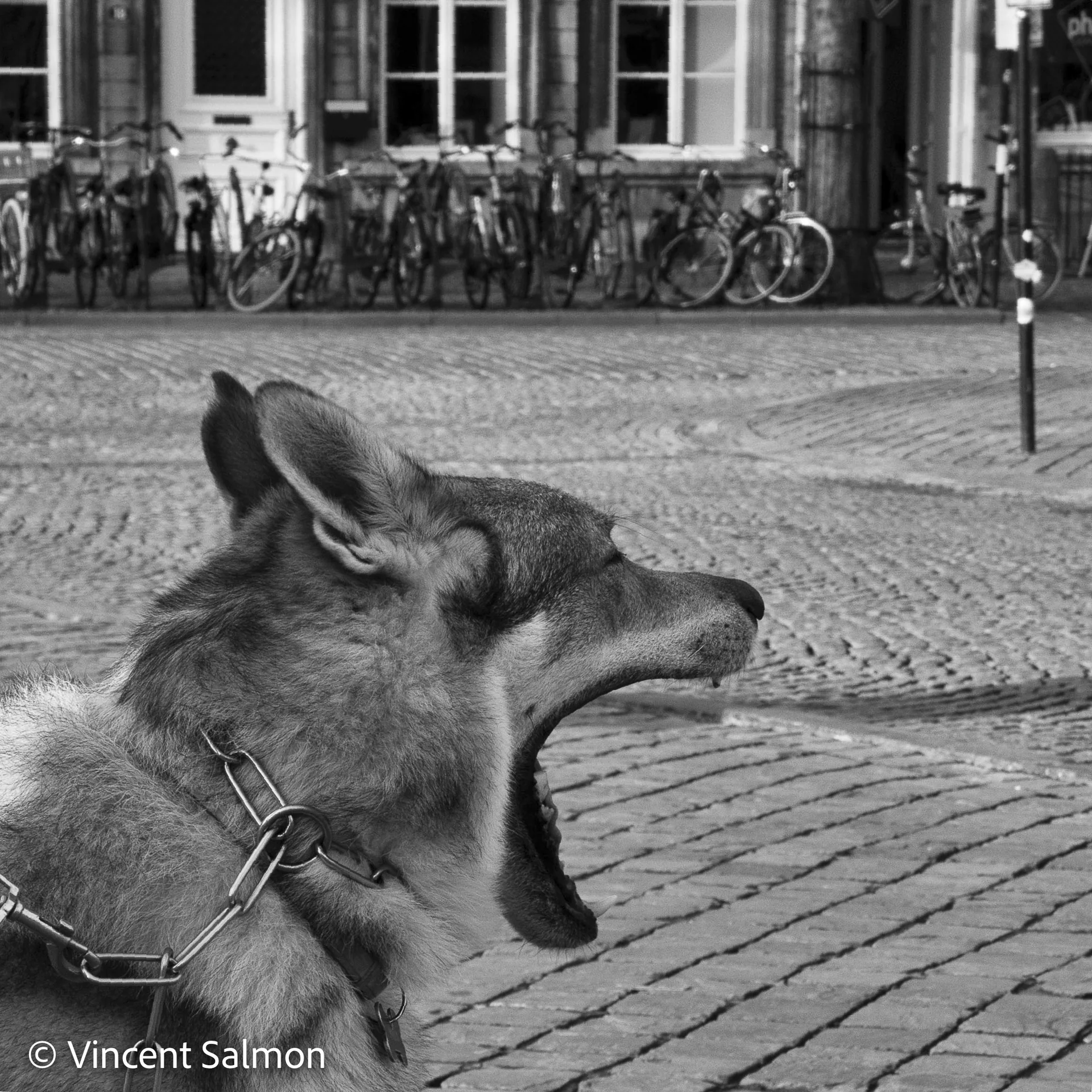 Photo de Vincent Salmon : un chien qui baille sur des pavés